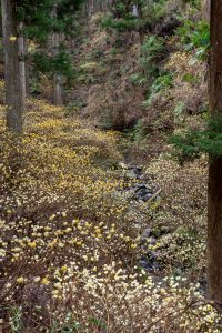 美杉ミツマタ群生地、３月春の花、三重県津市の観光・撮影スポットの名所