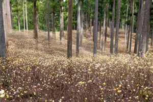 美杉ミツマタ群生地、３月春の花、三重県津市の観光・撮影スポットの名所