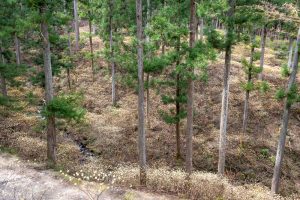 美杉ミツマタ群生地、３月春の花、三重県津市の観光・撮影スポットの名所