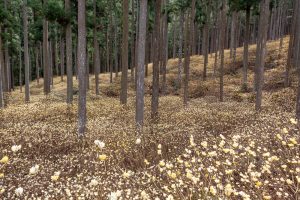 美杉ミツマタ群生地、３月春の花、三重県津市の観光・撮影スポットの名所