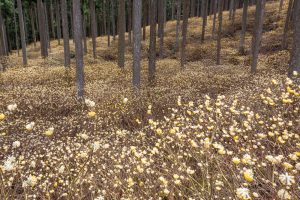 美杉ミツマタ群生地、３月春の花、三重県津市の観光・撮影スポットの名所