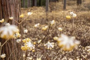 美杉ミツマタ群生地、３月春の花、三重県津市の観光・撮影スポットの名所