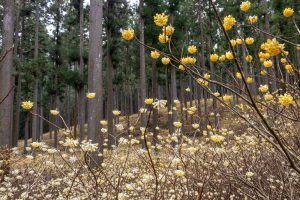 美杉ミツマタ群生地、３月春の花、三重県津市の観光・撮影スポットの名所