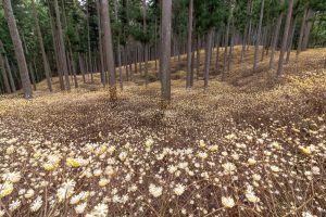 美杉ミツマタ群生地、３月春の花、三重県津市の観光・撮影スポットの名所