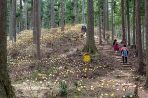 美杉ミツマタ群生地、３月春の花、三重県津市の観光・撮影スポットの名所