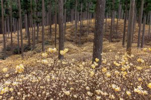 美杉ミツマタ群生地、３月春の花、三重県津市の観光・撮影スポットの名所
