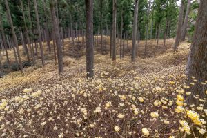 美杉ミツマタ群生地、３月春の花、三重県津市の観光・撮影スポットの名所