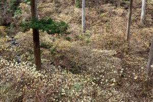 美杉ミツマタ群生地、３月春の花、三重県津市の観光・撮影スポットの名所