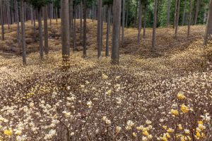 美杉ミツマタ群生地、３月春の花、三重県津市の観光・撮影スポットの名所