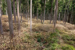 美杉ミツマタ群生地、３月春の花、三重県津市の観光・撮影スポットの名所