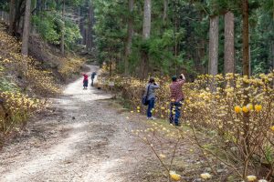 美杉ミツマタ群生地、３月春の花、三重県津市の観光・撮影スポットの名所