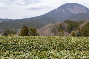 美杉ミツマタ群生地、３月春の花、三重県津市の観光・撮影スポットの名所