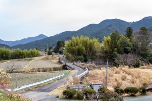 美杉ミツマタ群生地、３月春の花、三重県津市の観光・撮影スポットの名所