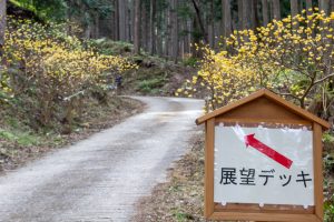 美杉ミツマタ群生地、３月春の花、三重県津市の観光・撮影スポットの名所