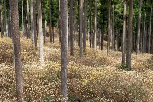 美杉ミツマタ群生地、３月春の花、三重県津市の観光・撮影スポットの名所