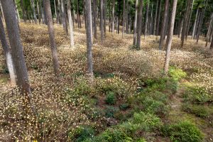 美杉ミツマタ群生地、３月春の花、三重県津市の観光・撮影スポットの名所