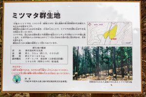 美杉ミツマタ群生地、３月春の花、三重県津市の観光・撮影スポットの名所
