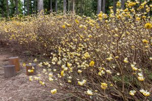 美杉ミツマタ群生地、３月春の花、三重県津市の観光・撮影スポットの名所
