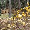 美杉ミツマタ群生地、３月春の花、三重県津市の観光・撮影スポットの名所