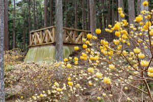 美杉ミツマタ群生地、３月春の花、三重県津市の観光・撮影スポットの名所
