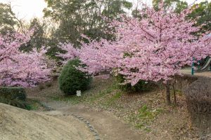 三好公園、河津桜、2月春の花、愛知県みよし市の観光・撮影スポットの画像と写真