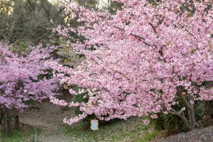 三好公園、河津桜、2月春の花、愛知県みよし市の観光・撮影スポットの画像と写真