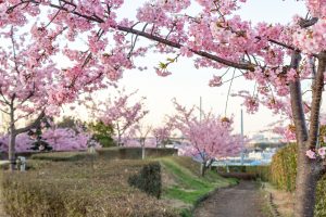 三好公園、河津桜、2月春の花、愛知県みよし市の観光・撮影スポットの画像と写真