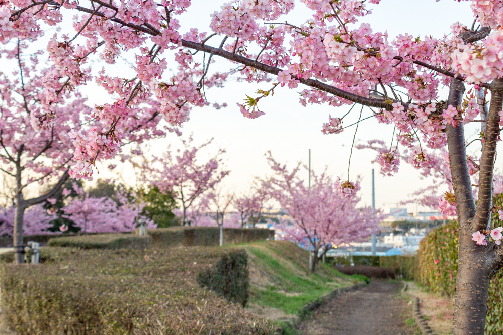 三好公園、河津桜、2月春の花、愛知県みよし市の観光・撮影スポットの画像と写真