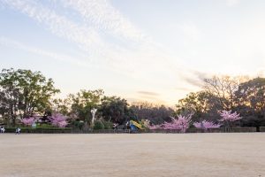 三好公園、河津桜、2月春の花、愛知県みよし市の観光・撮影スポットの画像と写真