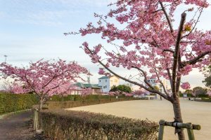 三好公園、河津桜、2月春の花、愛知県みよし市の観光・撮影スポットの画像と写真