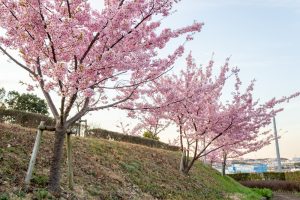 三好公園、河津桜、2月春の花、愛知県みよし市の観光・撮影スポットの画像と写真