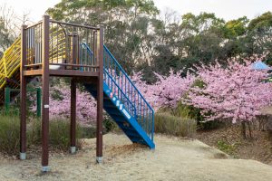三好公園、河津桜、2月春の花、愛知県みよし市の観光・撮影スポットの画像と写真