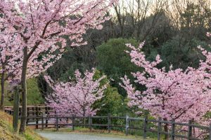 三好公園、河津桜、2月春の花、愛知県みよし市の観光・撮影スポットの画像と写真