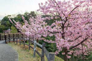 三好公園、河津桜、2月春の花、愛知県みよし市の観光・撮影スポットの画像と写真