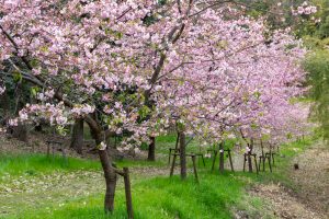 三好公園、河津桜、2月春の花、愛知県みよし市の観光・撮影スポットの画像と写真