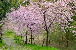 三好公園、河津桜、2月春の花、愛知県みよし市の観光・撮影スポットの画像と写真