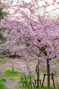 三好公園、河津桜、2月春の花、愛知県みよし市の観光・撮影スポットの画像と写真