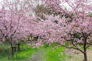 三好公園、河津桜、2月春の花、愛知県みよし市の観光・撮影スポットの画像と写真