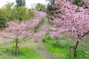 三好公園、河津桜、2月春の花、愛知県みよし市の観光・撮影スポットの画像と写真