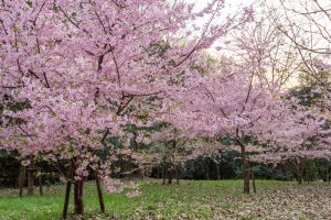 三好公園、河津桜、2月春の花、愛知県みよし市の観光・撮影スポットの画像と写真