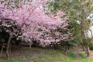 三好公園、河津桜、2月春の花、愛知県みよし市の観光・撮影スポットの画像と写真