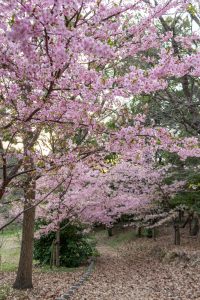 三好公園、河津桜、2月春の花、愛知県みよし市の観光・撮影スポットの画像と写真