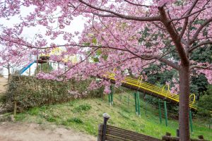 三好公園、河津桜、2月春の花、愛知県みよし市の観光・撮影スポットの画像と写真