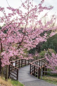三好公園、河津桜、2月春の花、愛知県みよし市の観光・撮影スポットの画像と写真