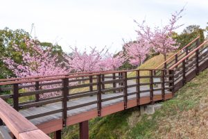 三好公園、河津桜、2月春の花、愛知県みよし市の観光・撮影スポットの画像と写真