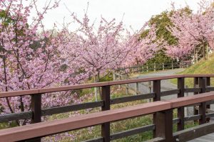 三好公園、河津桜、2月春の花、愛知県みよし市の観光・撮影スポットの画像と写真