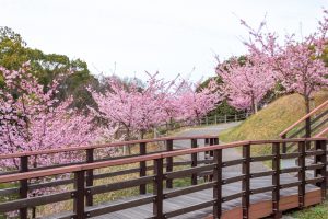 三好公園、河津桜、2月春の花、愛知県みよし市の観光・撮影スポットの画像と写真