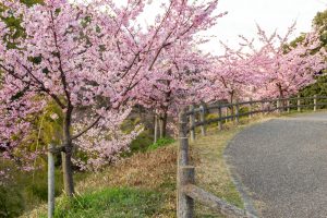 三好公園、河津桜、2月春の花、愛知県みよし市の観光・撮影スポットの画像と写真
