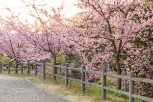 三好公園、河津桜、2月春の花、愛知県みよし市の観光・撮影スポットの画像と写真