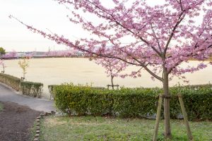 三好公園、河津桜、2月春の花、愛知県みよし市の観光・撮影スポットの画像と写真